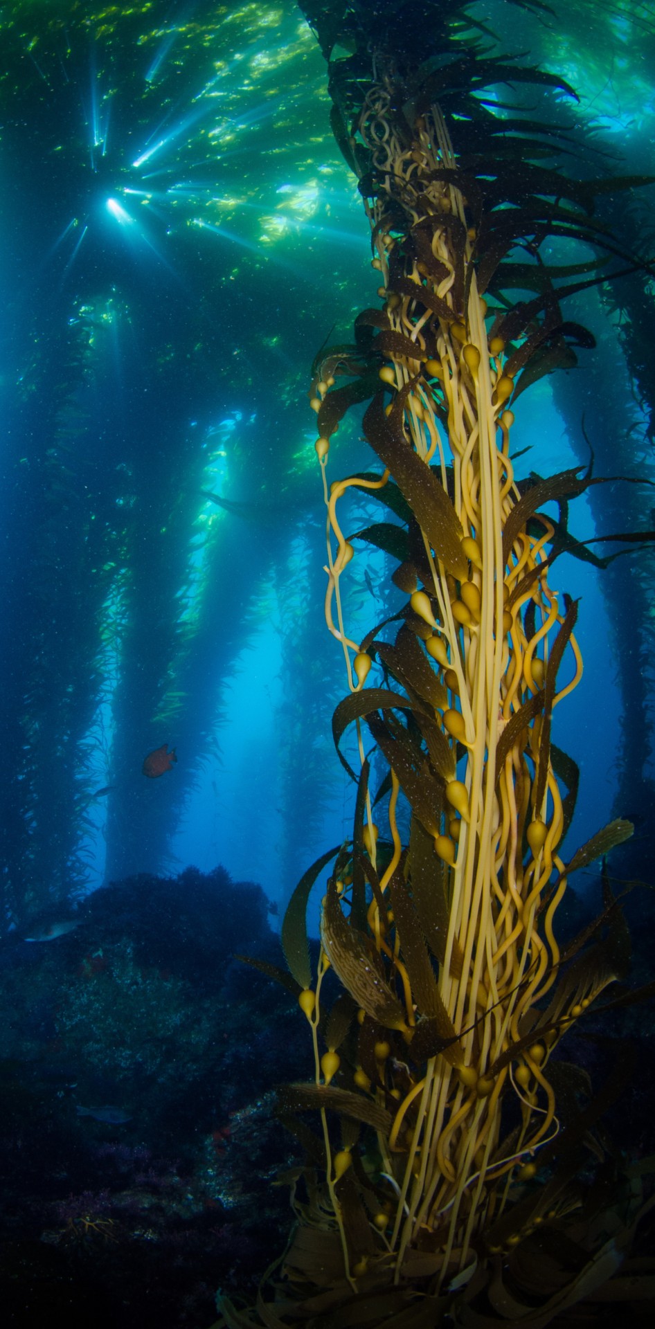 Kelp