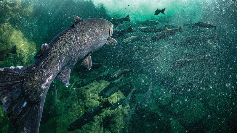 coho-salmon-photo-credit-jason-ching-800
